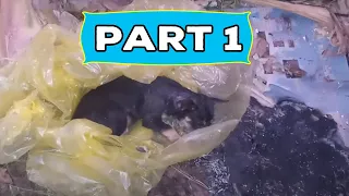 [ PART 1 ] - Rescue poor puppy.It is thrown away in the landfill when it is sick and about to die