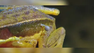 Researchers in India discover live frog with mushroom growing out of it