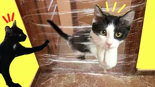 Cats vs invisible wall challenge con mis gatos graciosos Luna y Estrella