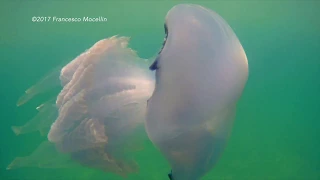 Barrel Jellyfish - Polmone di Mare (Rhizostoma Pulmo)