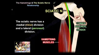 Hamstrings and Sciatic Nerve Relationship - Everything You Need To Know - Dr. Nabil Ebraheim