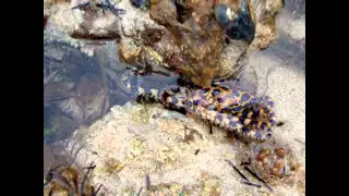 Si Cantik yang Berbahaya dari Lautan | Blue Ringed Octopus