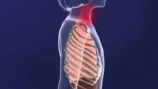 Intercostal MUscles animation   YouTube
