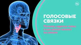 Всё о голосовых связках. Скажите, доктор!