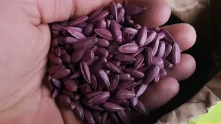 купили семена подсолнуха евралис Lidea саванна Украина #шалений_тракторист EURALIS