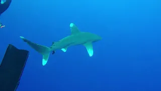 MAR ROJO 2018 Rivemar con Rojo Dive Safari