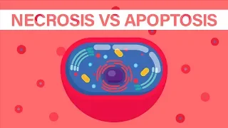 What is Necrosis vs What is Apoptosis?