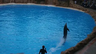 о.Тенерифе,Испания,Лоро парк(шоу с дельфинами часть 2)