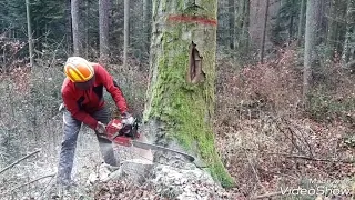 Brennholz machen! Teil 1 Seilen und Fällen