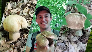 Фантастично багато білих грибів в Карпатських лісах