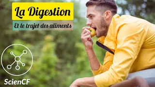 La Digestion & Le Trajet des Aliments