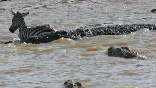 Topi and zebra eaten by crocodiles on African Safari