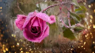 Футаж Дождь и роза HD