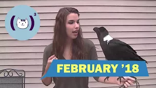 Лучшие кубы февраля 2018 / Best coubs of february 2018 / #34