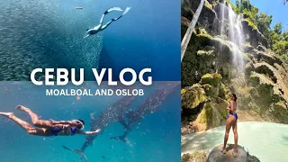 Cebu Vlog: Oslob & Moalboal DIY Itinerary & Expense | Where to stay & eat | Freediving experience
