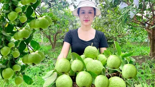 Harvest guava and bring it to the market to sell. Prepare simple dishes.