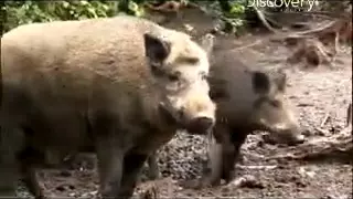 Pig Bomb - Pig Epidemic