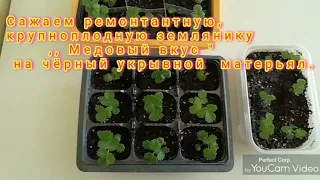 Сажаем ремонтантную, крупноплодную землянику,, Медовый вкус ".