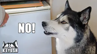 Caught My Husky Arguing With My Mum About Biscuits! He Loves To Annoy Her!