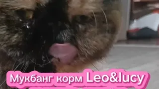 Мукбанг влажный корм для кошек Leo&Lucy телятина🐮, индейка🦃 и биодобавки. ASMR/АСМР от кошечки Фуни😺