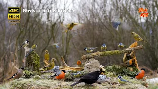 Birds at natural feeder - 4K HDR - CATs tv
