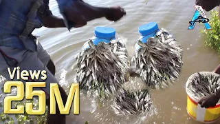 Amazing Fish Trap -  Wow!  Fish Catch With Plastic Bottle