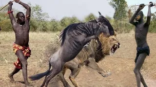 Last Battle Of Mr T & 45 Craziest Moments Lion Fight To De.ath @swagwildlife2023#