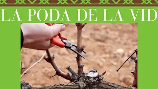 ✂🌱¡PODA DE LA VID!▶[Y SUS TIPOS]▶[COMPLETO✅]▶[EXPLICADO]▶[CURSO DE VINOS🍷 ]