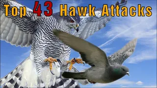 Goshawk vs. Pigeon | 43 top attacks 2022