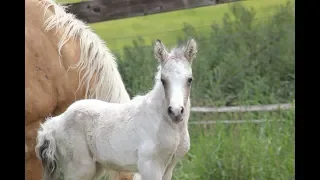 A video showing the way a placenta is during foaling.