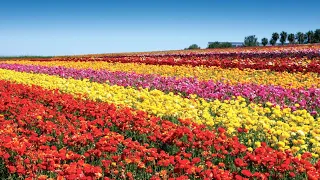 Carlsbad Flower Fields are 55 acres of color