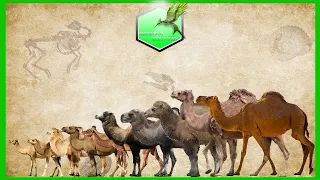 Camel Size Comparison (Living Extinct)