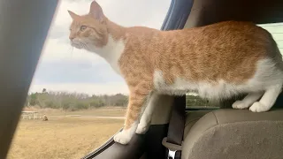 Cat and Dog Road Trip to the Beach! Marlin riding out the truck window like a dog. Funny cat video!