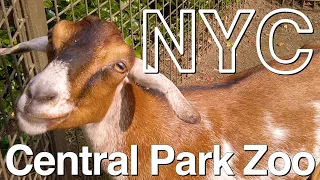 New York【Central Park Zoo】Summer 2020 NYC Walking Tour, Manhattan Central Park Travel Guide 4K
