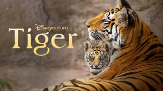 Disney Nature's Tiger Movie Review