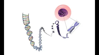 SEQUENZIAMENTO DI DNA DI SANGER