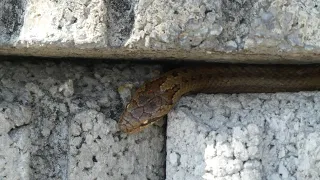 Colubro liscio (Coronella austriaca) | Serpente lungo che striscia | Rettile che si muove su un muro