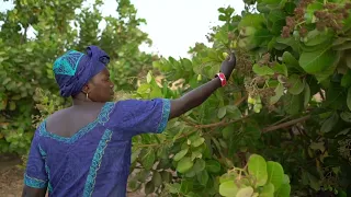 One Million Trees @ NFTree Program: The Forest Garden Solution Trees For The Future