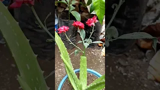 Try planting roses in aloe vera | Small experiment when growing roses in aloevera #shorts #growrose