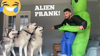 Pranking My Huskies With Alien Invasion! [HILARIOUS REACTION] [PRANK]