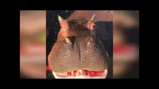 бегемот ест арбуз!! (все видео)🍉🦛😁👍