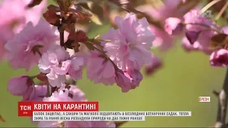 Цвітуть сакури, магнолії та бузок: як природа без людей зустрічає весну