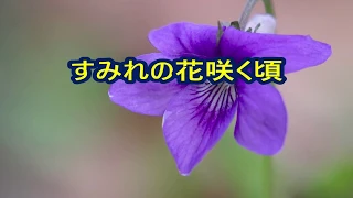 すみれの花咲く頃　宝塚歌劇団　【カラオケ】