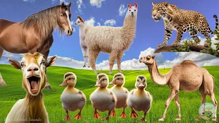 Lovely Animal Sounds: Lllamas, Horse, Goat, Camel, Duckling, Turtle - Animal Moments