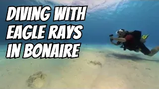 Scuba Diving with Eagle Rays In Bonaire 2024