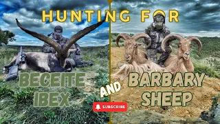 Hunting for Barbary Sheep and Beceite Ibex