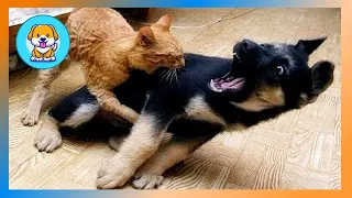 🐈 Котів багато не буває ❗Смішні приколи з котами та кошенятами 🐱 Чому коти такі смішні ❗ #63