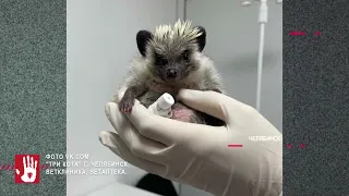 Больше 20 трупов лошадей и коров обнаружили в Карталинском районе.