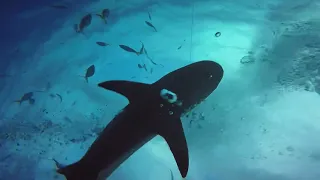 Shark Dive - Bahamas December 2019