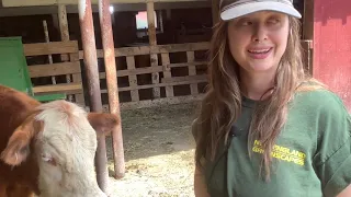 Stony Kill Farm Barn Tour and Livestock Visit